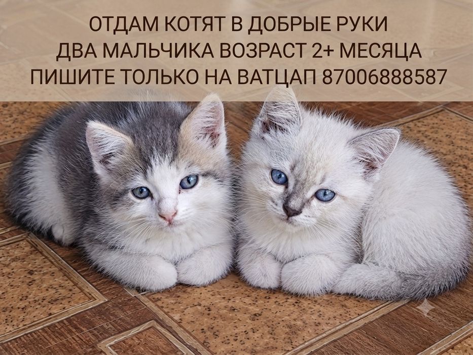 Отдам котят в добрые руки