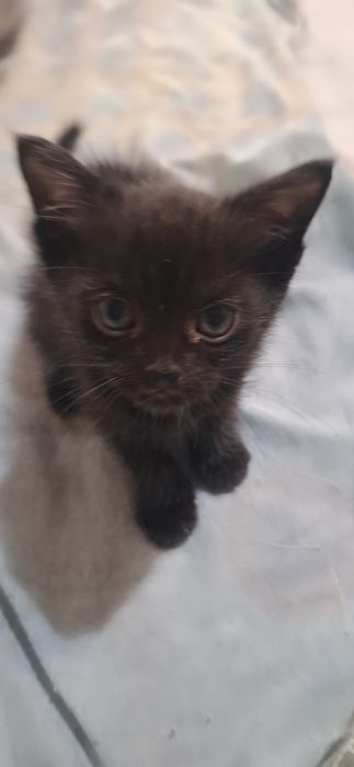 Шиншила боласи 1 ойлик мушукча сотилади