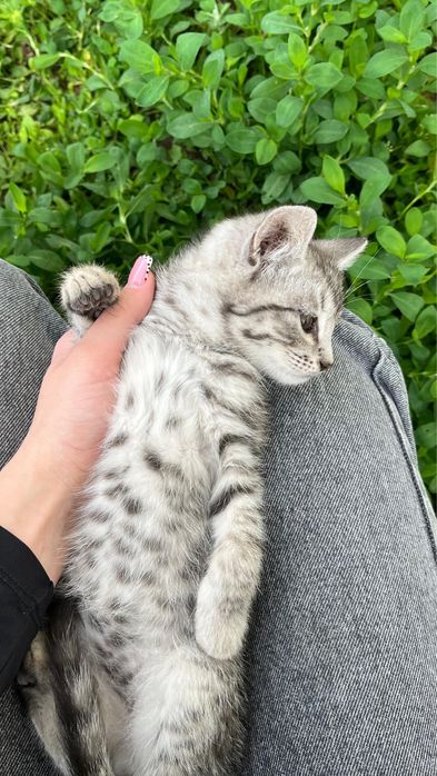 Отдам котят в добрые руки
