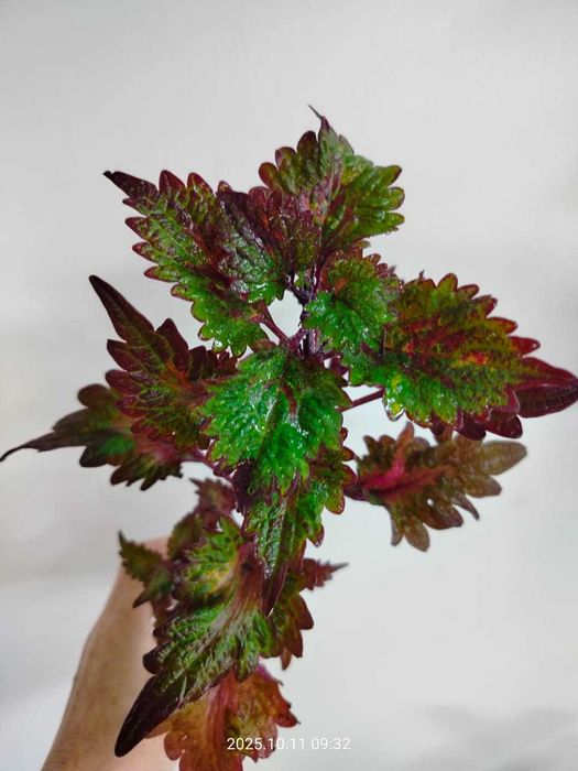 Комнатные цветы.