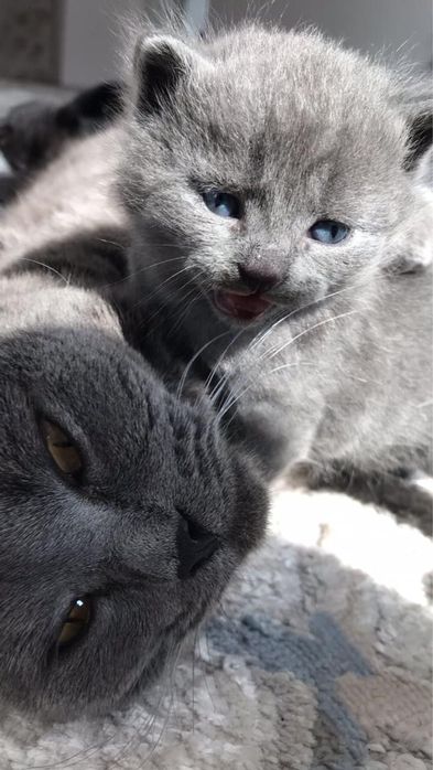 Котенки британцы