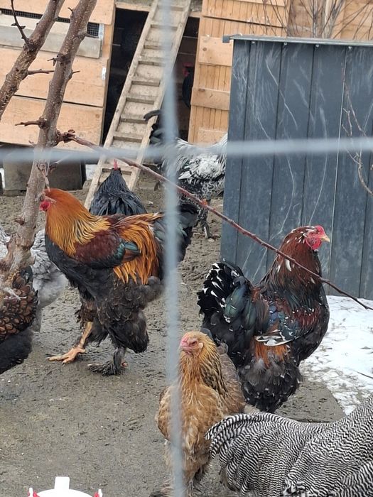 Cocosi de diferite rase