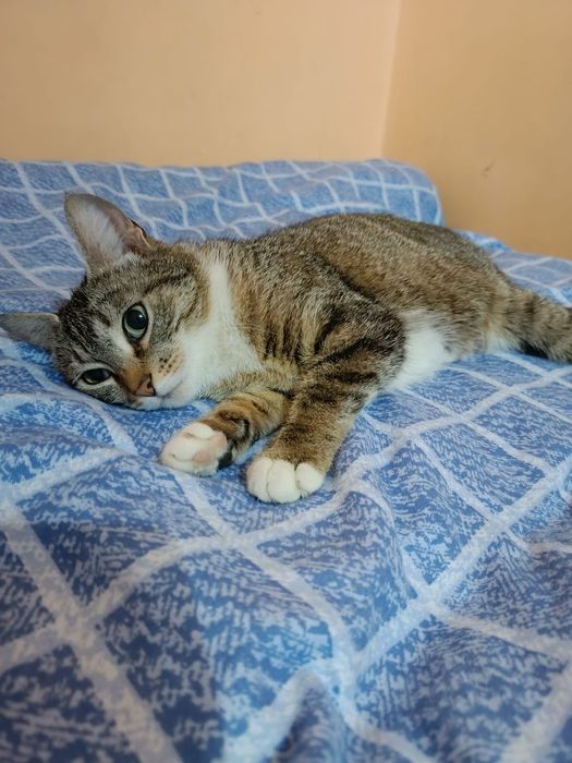 Стерилизованная красавица Бонечка!