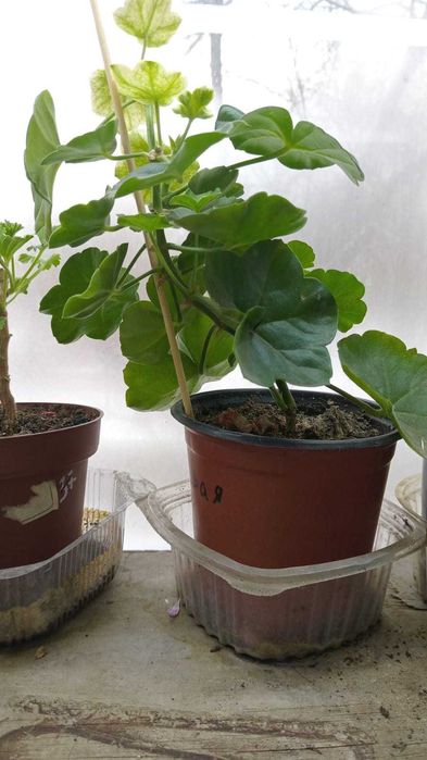 герань плющелистная с бутонами