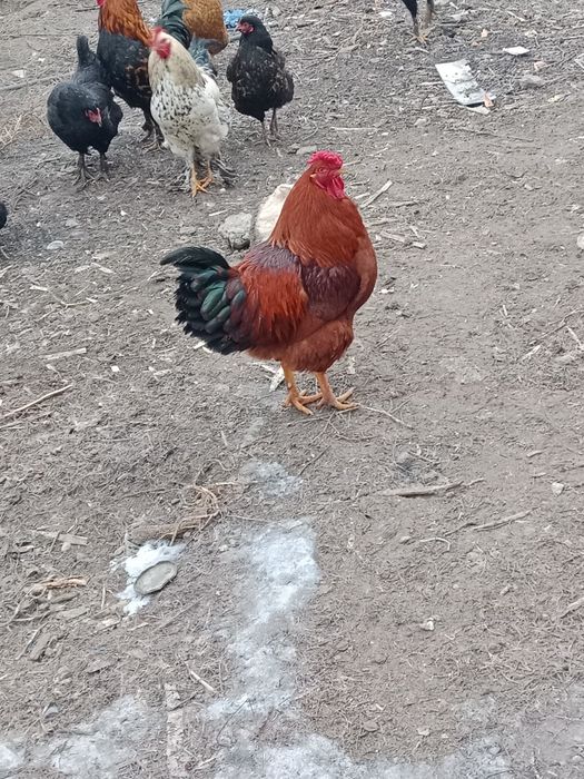 Продам Питуха домашнего