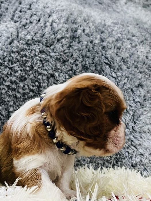 Щеночки кавалер кинг чарльз спаниель