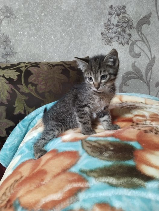 Котята бесплатно