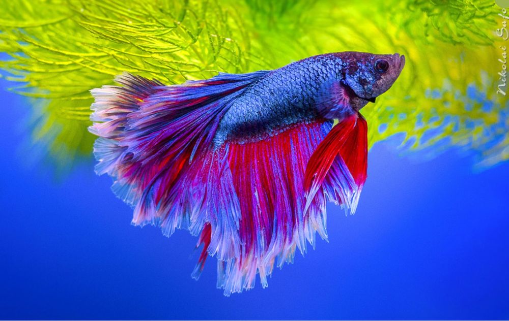 Петушок рыба живущий без воздуха