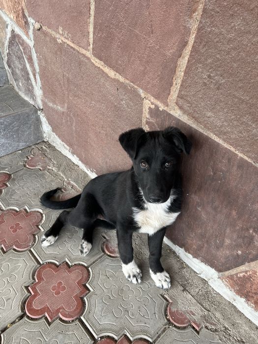 Отдам шенка в хорошие руки