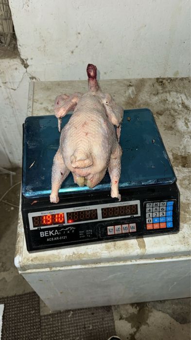 Несушка корал ник