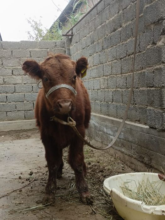 Ветеринар КРС ! МАЛ ДӘРІГЕРІ !