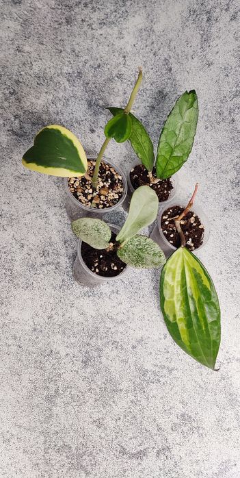 Хойи Караганда , наборы хой