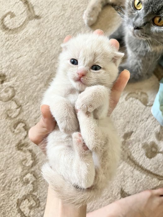 Шотлански висалухий