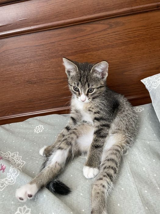 Отдам в добрые руки