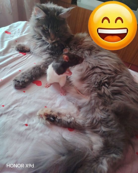 Котенок Мейн куна