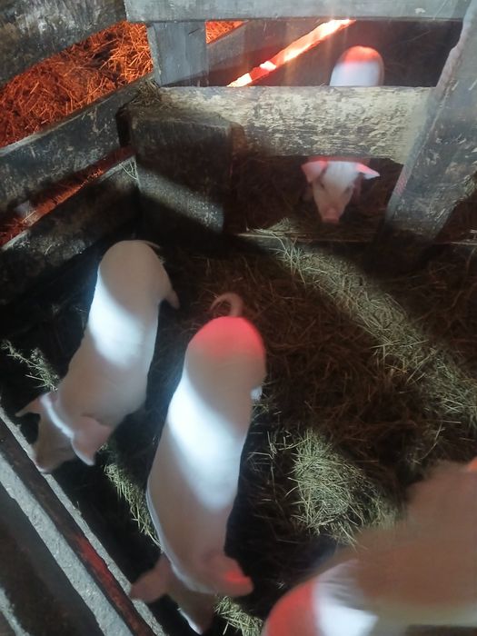 Продам поросят  1 месяц