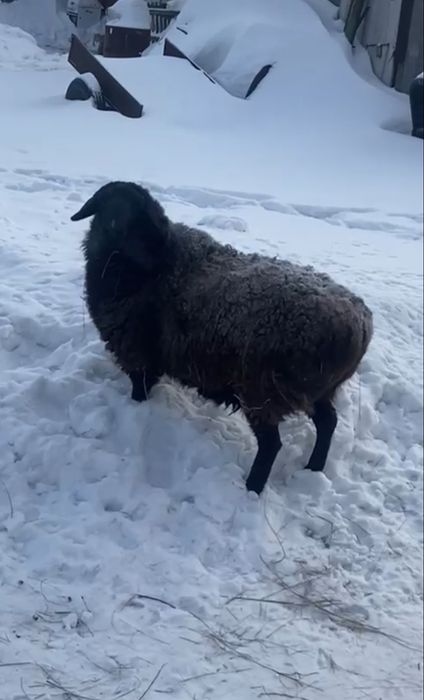 Продам Овечку...