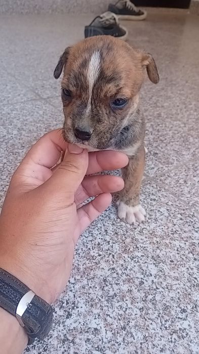 căței amstaff de o lună jumătate