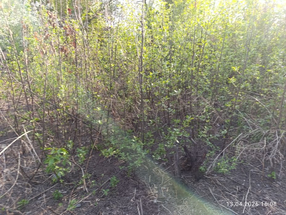 Продам хороший саженцы