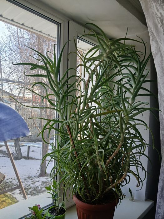 Алоэ лечебное растение