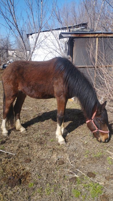 Продается жеребец