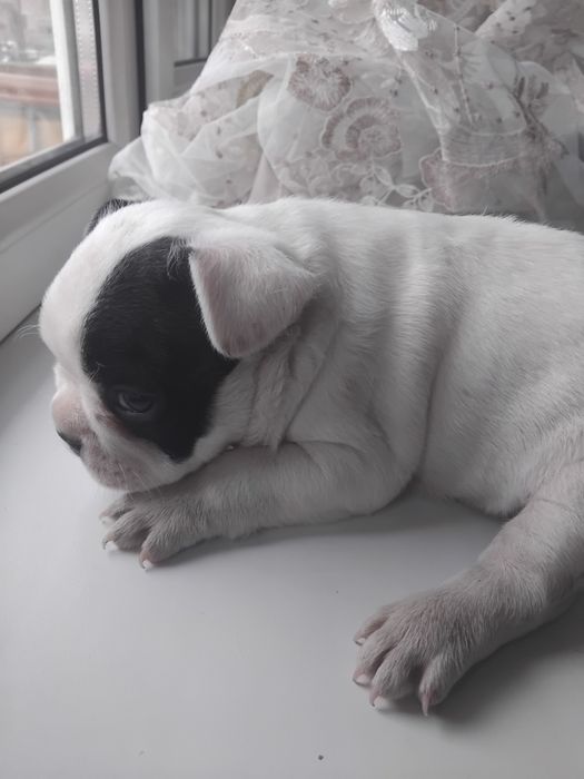 Французский бульдога