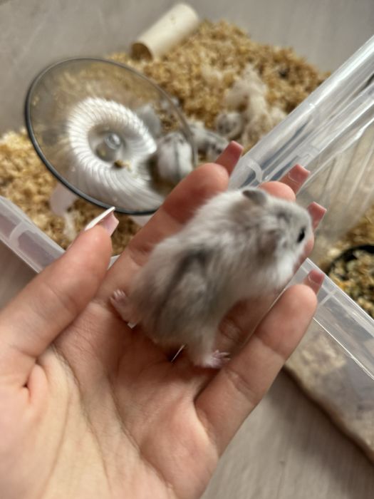 Хомяк джунгарский