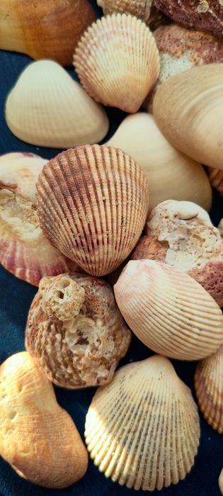 Ракушки и береговые палочки