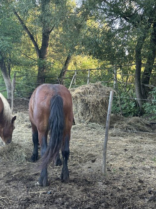Manji 2 ani cu acte