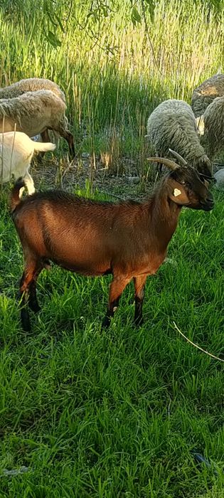 Capră metis anglonubiană cu alpin francez