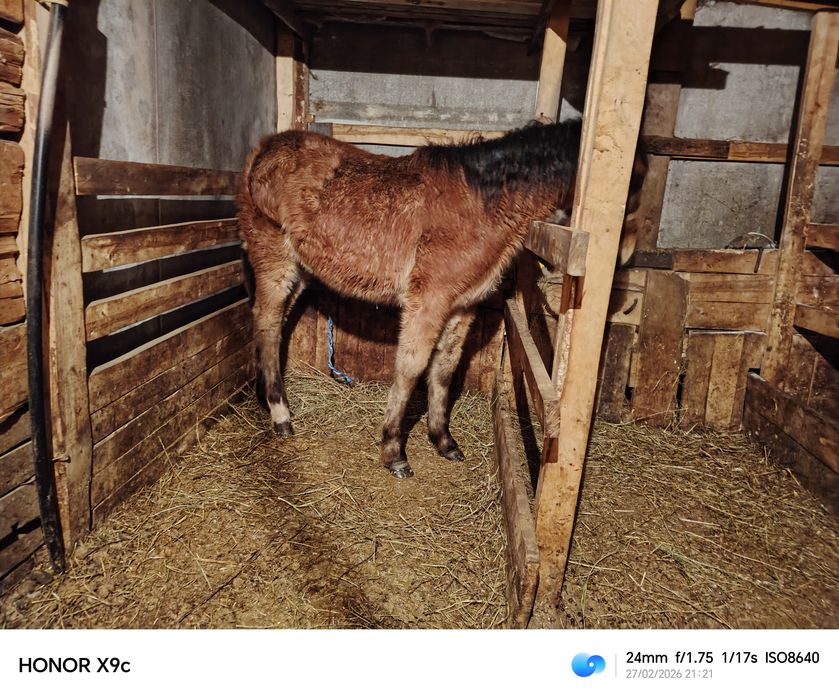 Жеребята кобылка и жеребчик