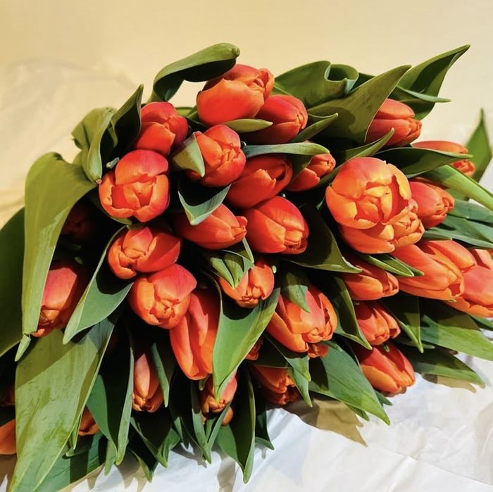 Принмаю пред заказы на тюльпаны