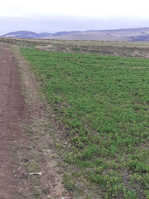 Vand 3000 mp teren extravilan cu drum de acces  Comuna Ciurila