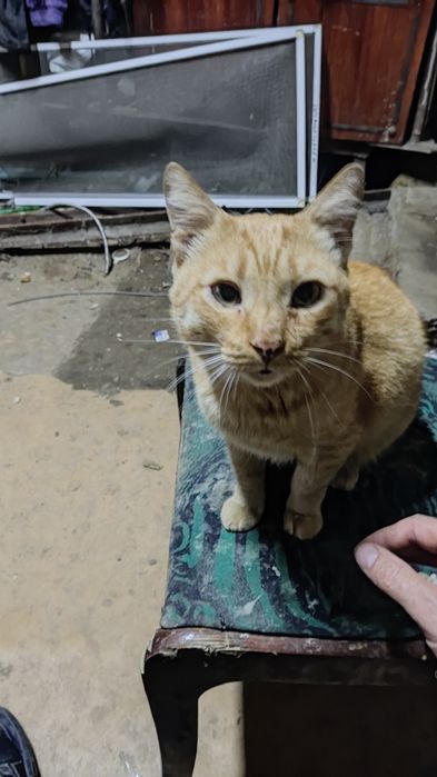 Пропал Рыжий кот