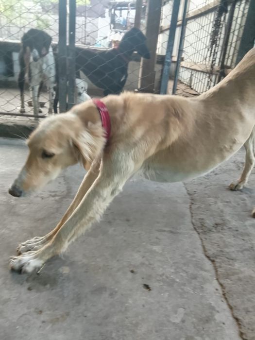 Тазы арлан, екі қар басқан