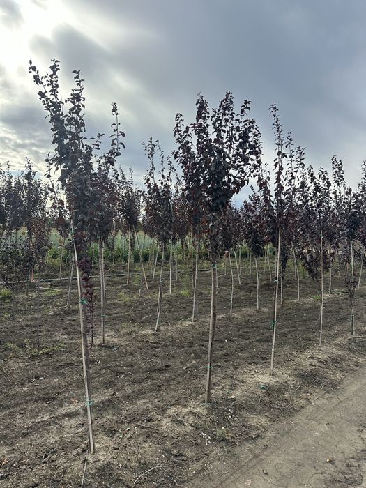 Copaci / Tei / Mesteacan / Platan / Brazi