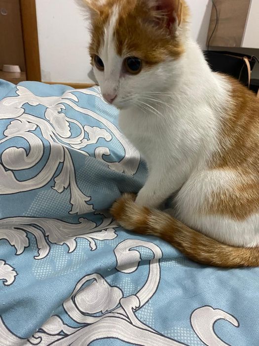 Котенок в поисках дома