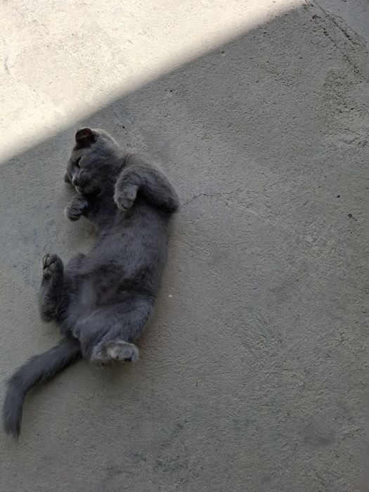 Продаётся котёнок Scottish Fold
Очень милый и умный котёнок Sco