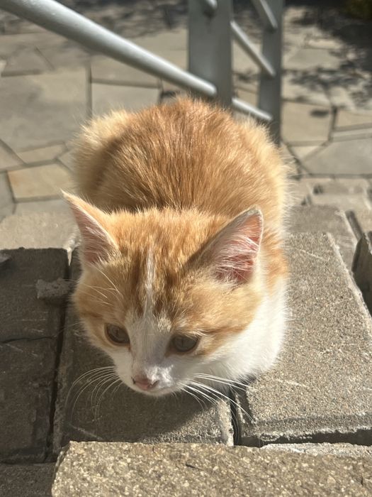 Отдадим в добрые руки бесплатно