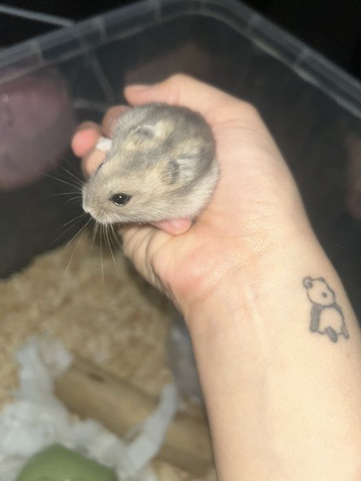 хомяк 2 месяца, со всем необходимым