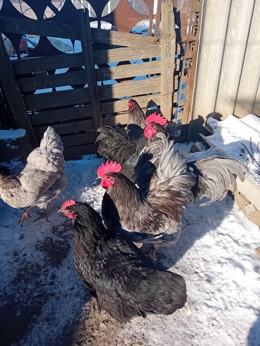 Ouă pentru  incubat  australorp