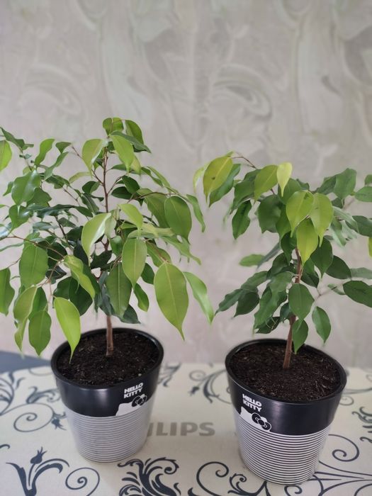 Фикус Бенджамина