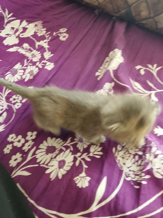 Продаю девочку веслоухую