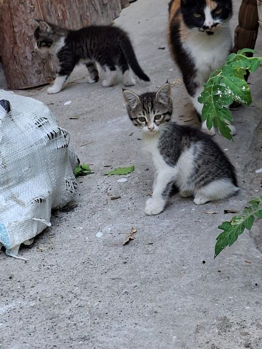 Милые котята,ждут тебя!
