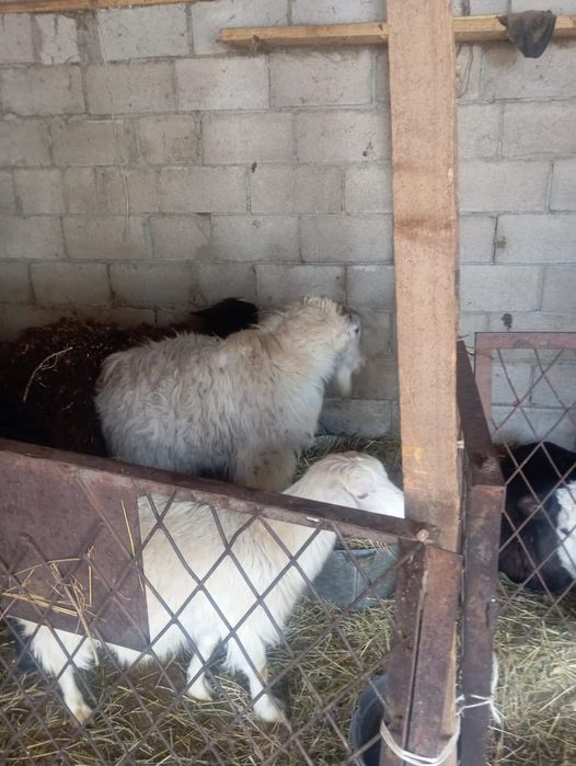 Продам козу и козла