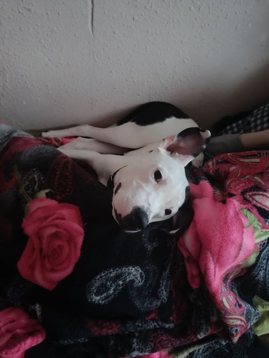 Питбуль Девочка,