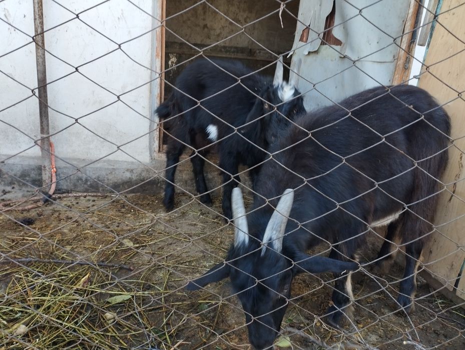 Продам козлов 4 месячных