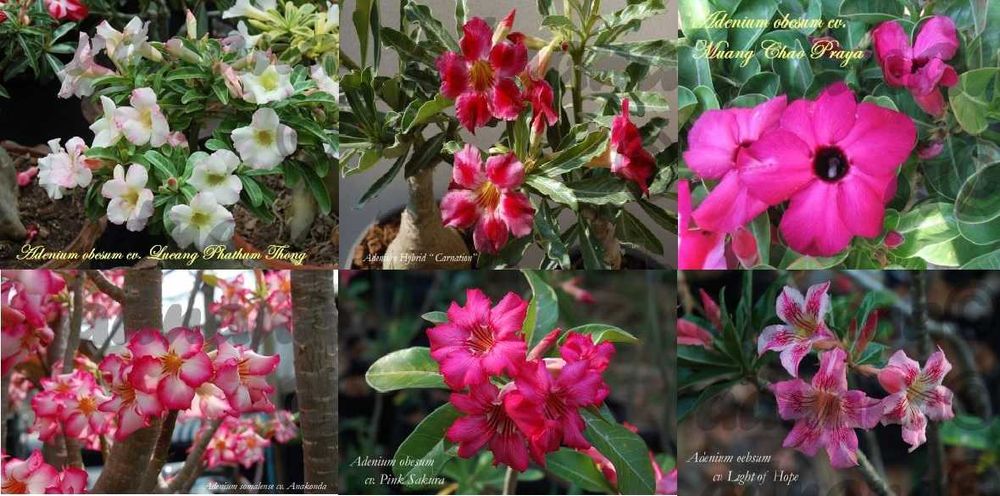 Plic a cate 12 seminte Plumeria Frangipani Rubra si Adenium Obesum