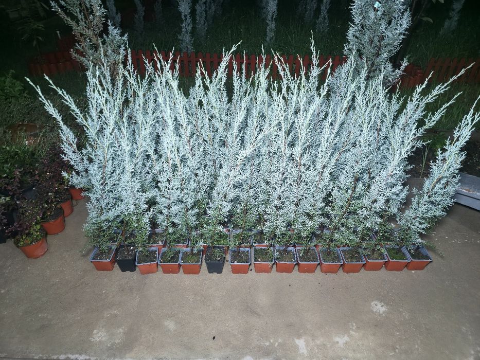 Кипарис Аризонский. Kiparis. Привазной.  80см