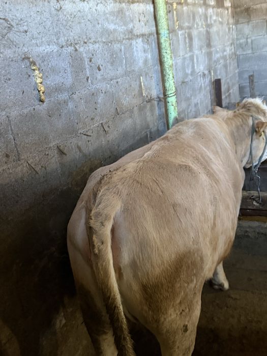 Семіз сиыр корова